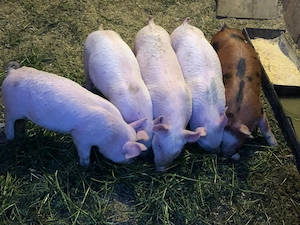 Vând purcei rasa duroc  cu petrean  - imagine 2