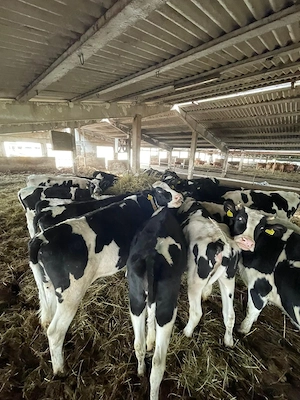 Vindem Juninci Holstein- Gestante - imagine 2