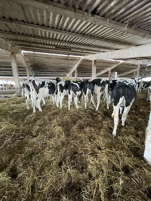 Vindem Juninci Holstein- Gestante - imagine 3