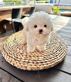 Bichon Maltez Mini Toy - imagine 2