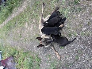 Malinois Sable Pattern pui Malinois - imagine 3
