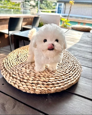 Bichon Maltez Mini Toy - imagine 4
