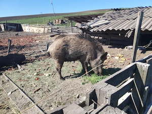 Vind porc mistreți femela - imagine 2