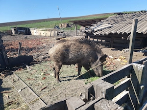 Vind porc mistreți femela - imagine 3