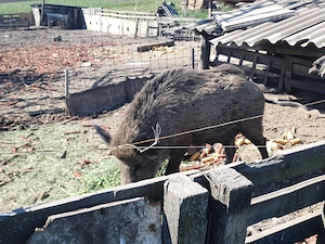Vind porc mistreți femela