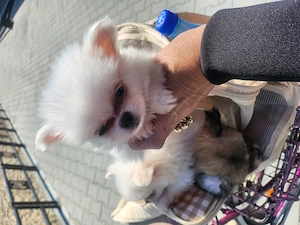 Pomeranian toy
