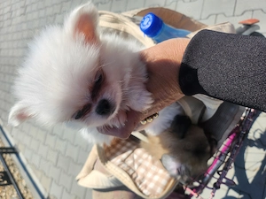 Pomeranian toy - imagine 2
