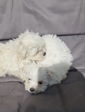  Puii de Bichon Maltez își caută o familie iubitoare!