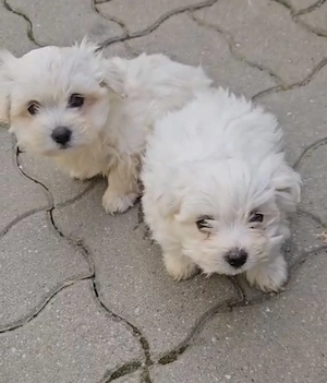  Puii de Bichon Maltez își caută o familie iubitoare! - imagine 2