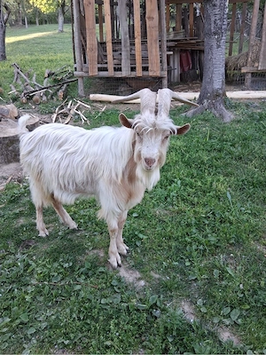 vand țap  