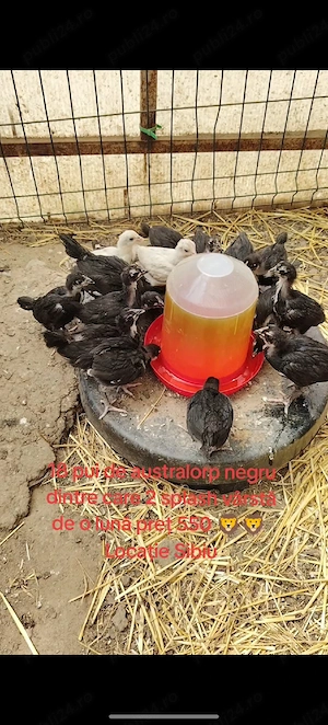 pui de australorp negru si splash 