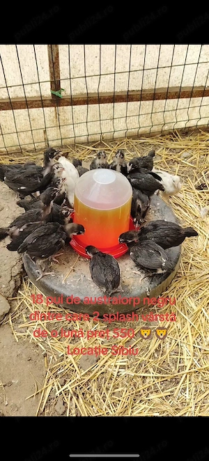 pui de australorp negru si splash  - imagine 2