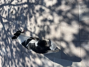 Donez catelusa sterilizata jack Russell 8 luni - imagine 4