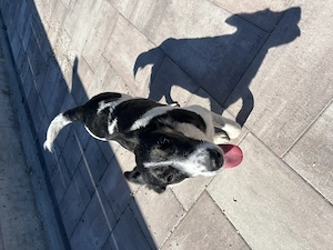 Donez catelusa sterilizata jack Russell 8 luni