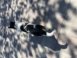 Donez catelusa sterilizata jack Russell 8 luni - imagine 3