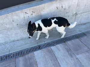 Donez catelusa sterilizata jack Russell 8 luni - imagine 2