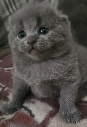Pisicuțe Scottish Fold - imagine 5