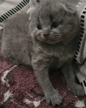 Pisicuțe Scottish Fold - imagine 4