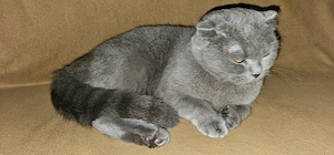 Pisicuțe Scottish Fold - imagine 2