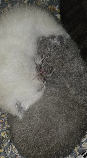 Pisicuțe Scottish Fold - imagine 3