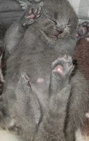 Pisicuțe Scottish Fold - imagine 5