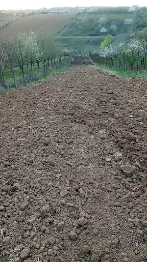 Teren de vânzare - Paleu, suprafață 2200 mp - imagine 3