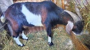 Vând țap anglo-nubian