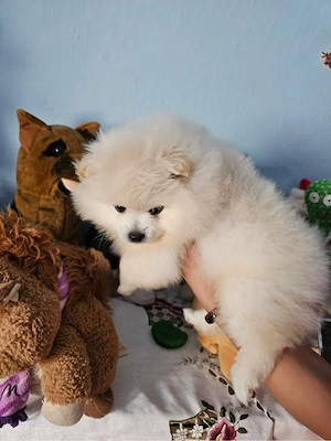 Vând baietel rasa pura pomeranian  - imagine 5