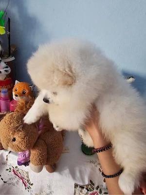 Vând baietel rasa pura pomeranian  - imagine 3