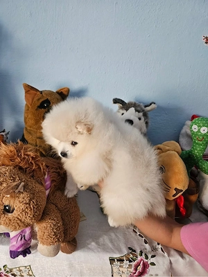 Vând baietel rasa pura pomeranian  - imagine 4