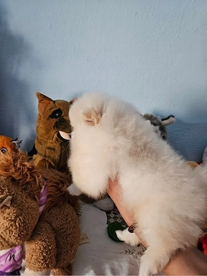 Vând baietel rasa pura pomeranian  - imagine 2