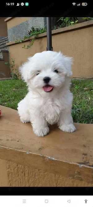 Bichon frize