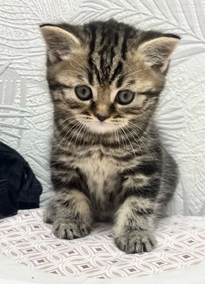 British shorthair brown
