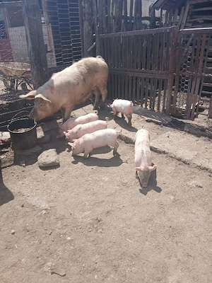 Vând purceii rasă marele alb