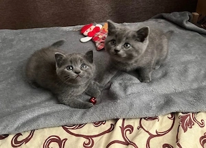 british shorthair blue