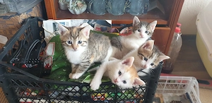 Donez pisoiași cuminți și jucausi
