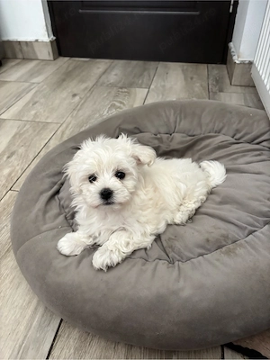 bichon maltez 