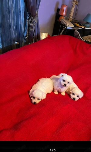 Bichon Maltez Pasaport Bishon Talie Mica Bison - imagine 4