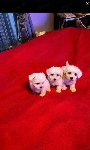 Bichon Maltez Pasaport Bishon Talie Mica Bison