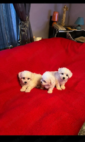 Bichon Maltez Pasaport Bishon Talie Mica Bison - imagine 5