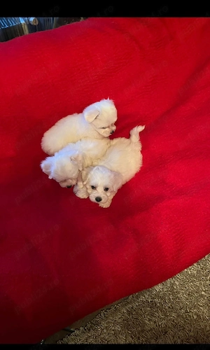 Bichon Maltez Pasaport Bishon Talie Mica Bison - imagine 3
