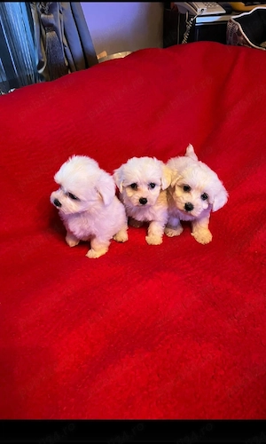 Bichon Maltez Pasaport Bishon Talie Mica Bison - imagine 2