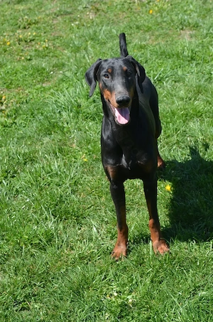 Femela doberman neagra cu pedigree - imagine 2