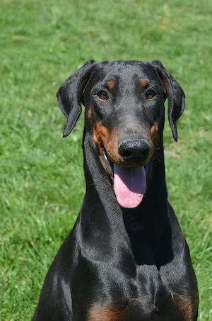 Femela doberman neagra cu pedigree