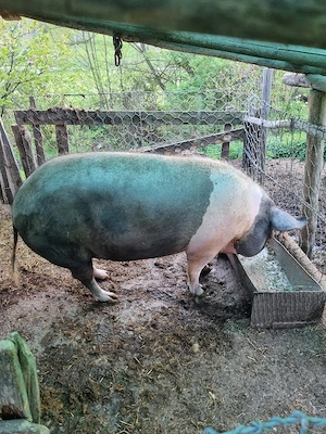 Vand porc crescut la tara cu lapte, porumb si tarate. Greutatea  140 Kg, Pret 12 Ron per kilogram - imagine 2