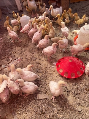 pui de curca rate pekin pui de carne - imagine 4