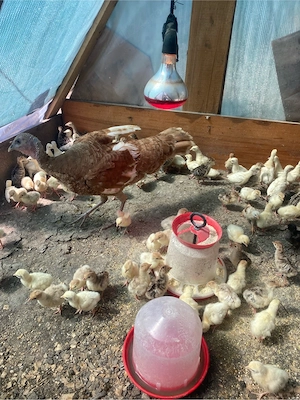 pui de curca rate pekin pui de carne - imagine 3