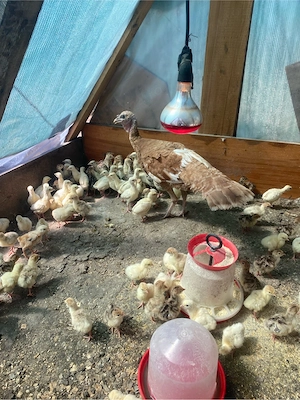 pui de curca rate pekin pui de carne - imagine 5