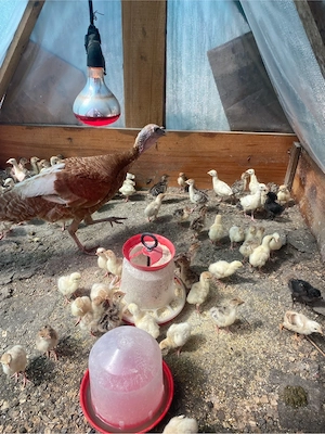 pui de curca rate pekin pui de carne - imagine 2