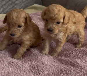 Pui de poodle miniature (poodle pitic) - imagine 2